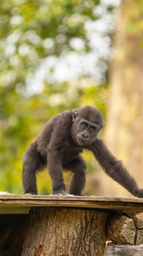 Juno & Venus 💚 🦍 Our ZSL Cameroon team led the biggest ever survey of western lowland gorillas in the Dja biosphere reserve, trekking for 3 months to successfully estimate over 2,000 gorillas living in the forests. Our work in the Dja is made possible through collaboration with partners including the government of Cameroon’s Ministry of Forests and Wildlife. | London Zoo