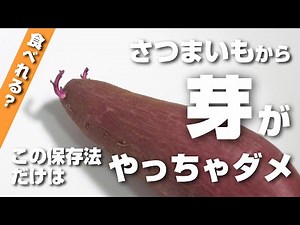 さつまいもから芽が出た！これ食べれるの？この保存方法はやっちゃダメ！