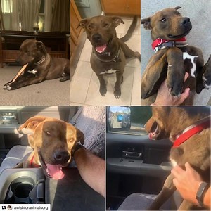 1.1K views · 177 reactions | ❤️ROCKO UPDATE! ❤️ #Repost...