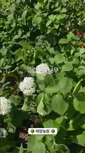 유럽분꽃나무