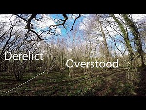 Coppice terms: Overstood and derelict hazel.