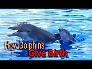 How dolphin give birth to their young once under the ocean