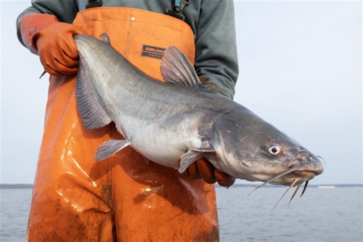 These Photos and Videos Reveal Why Maryland's Blue Catfish Must Be Killed