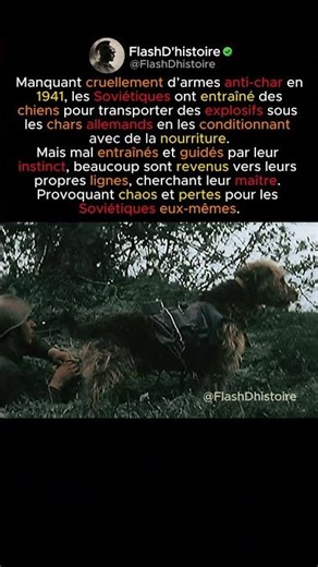 Chiens kamikazes : l’arme tragique de l’Armée rouge.