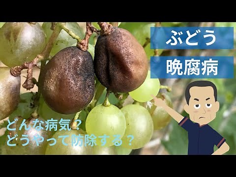 【病害虫解説】ぶどうの晩腐病