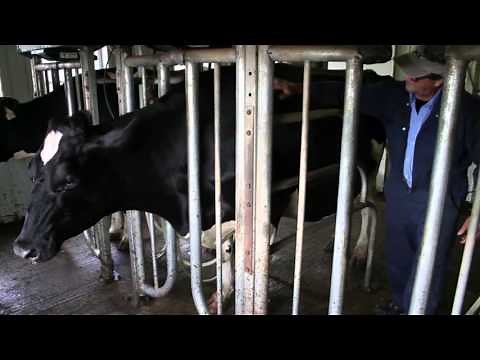 SAFE Farms: Animal Safety