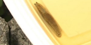 Problems with slugs? Get them drunk