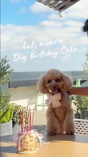 Easy and healthy dog birthday cake recipe
