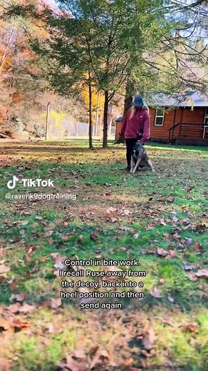 Sport Dog Training Techniques for Malinois - Bite Work and Decoy Control