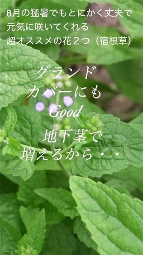 【猛暑でも長く咲く丈夫な可愛い花🌸】超オススメ宿根草2つ #flowers #garden #vlog #雑草対策 #ガーデニング #夏｜beautiful flowers in august
