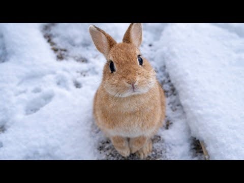 "Hey, why don't you come?" A rabbit invites you to play in the snow on a sub-zero day.