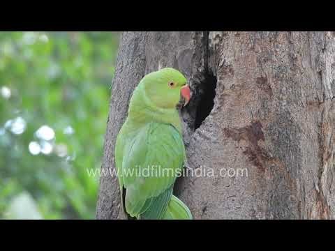 Rose ringed Parakeets nesting in the dead trunk