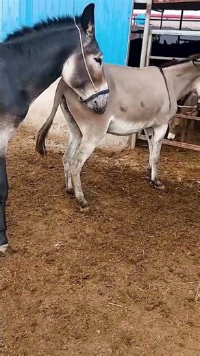 Funniest Donkey Ever Donkey Training the fun way 2644