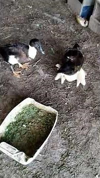 Two Hybrid Ducks still loyal to the female Muscovy Duck