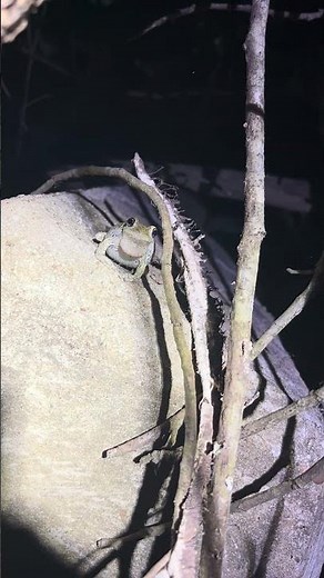 Cope’s gray tree frog #frog #wildlife #nature #fyp #frogcall #animals