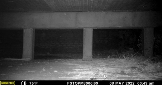 5.4K views · 364 reactions | The life of a Florida panther can be a lonely one. These solitary and territorial animals prowl large areas – an average of 200 square miles for a just single male. But before these cats go off on their own, they have to stick with mom and learn the ropes. Happy International Puma Day!  | Defenders of Wildlife | Facebook