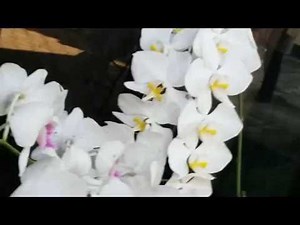 Orchid Flowers