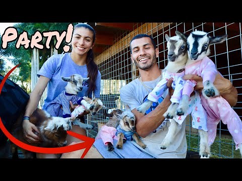 CUTE BABY GOATS PLAYING AND JUMPING IN PAJAMAS!!