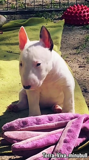 Adorable Miniature Bull Terrier Puppy from Terra Viva Kennel
