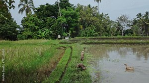 Ducks in the Kajeng Rice Field, Ubud, Bali, Indonesia.