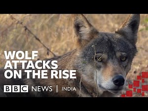 Wolves attack children in Uttar Pradesh, spark fear across villages | BBC News India