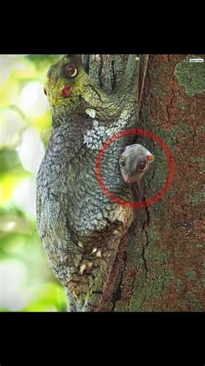World's Most Dangerous Gliding Animal - Flying Lemur #reels #facts Have you ever seen an animal glide through the air like a parachute? Meet the Flying Lemur - also known as the Colugo. Despite its name, it's neither a lemur nor a bird It has a thin membrane stretching from its neck to its feet that works like a natural parachute, allowing it to glide over 100 meters between trees. It feeds only on fruits and leaves and stays camouflaged against tree bark during the day. Nature's engineering at 