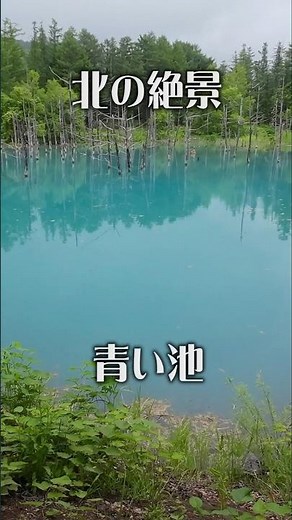 【北の神秘】青い池（北海道・美瑛町）｜青に包まれる絶景