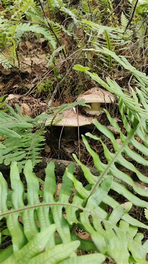 Explore the Delicacies of Matsutake Mushrooms