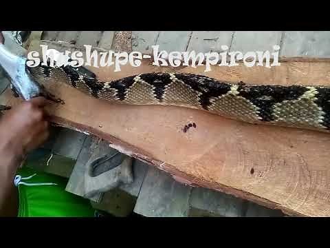 SHUSHUPE (el serpiente mas peligroso y venenoso)