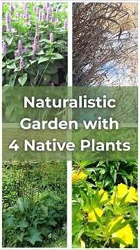 Naturalistic Garden with 4 Native Plants