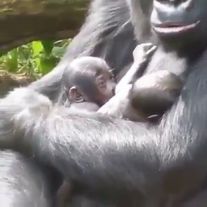 ❤❤❤ She's tandem nursing. 😍😍😍 | Breastfeeding Mama Talk