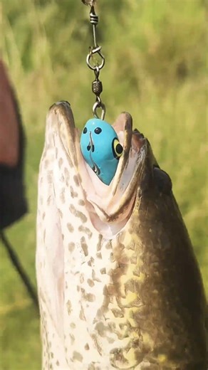 My favourite MONSTER Frog lure #shorts #bravo