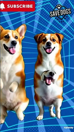 Super sexy Dog dancing ever #dogs #dog #pets #pet #funney #dance #animals #shorts