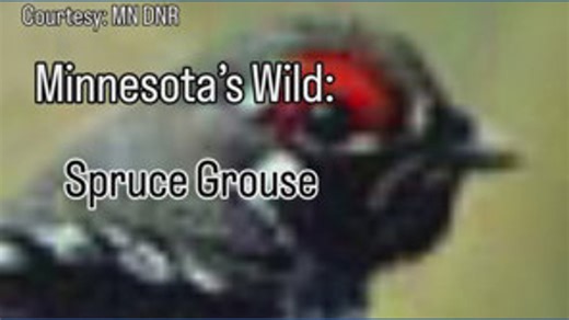 Minnesota’s wild: meet the spruce grouse