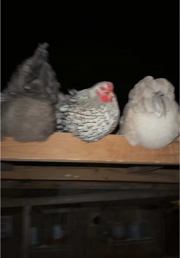Backyard Chickens: A Fun and Rewarding Homestead Experience