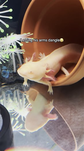 My Shayla🥹🫶 #axolotl #weirdpets #goldenalbino #aquariumsoftiktok #exoticpets