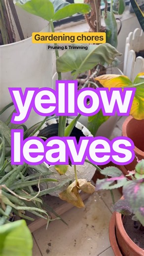 How to Fix Yellow Leaves ✂️ Essential Gardening Chores for Faster Growth #gardeningvideos #viral