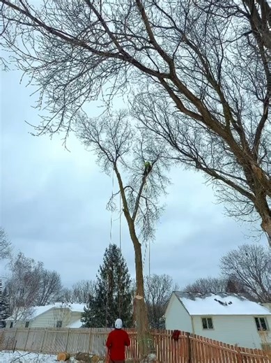 Professional Tree Removal Need tree removal? Our expert team at Silver Oak Trees Services ensures safe and efficient tree removal to keep your property safe and beautiful. Call now for a free estimate! 📲(612) 990-3273 -English ☎️(612) 432-3383- Spanish ✅ Learn More & Request A Quote Online: 🌐https://silveroaktree.com/ . . #treeservice #TreeRemovalExperts #treemaintenence #stupmgrinding #treeservice #TreeRemovalExperts #treemaintenence #stupmgrinding #mn #tree