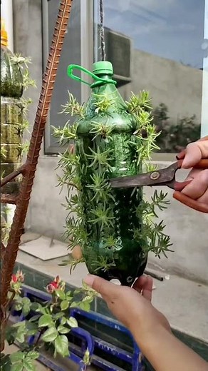 technique pruning portulaca flower #gardening #gardenflower #handmadeplanter #portulacaflower