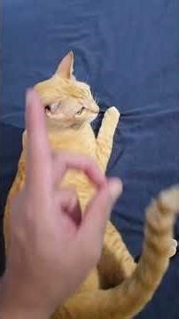 A normal day with VANangel #vanangel #humor #mexico