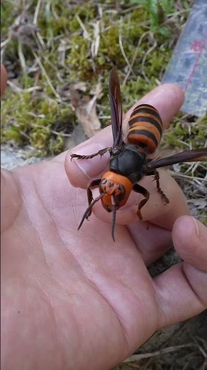 The queen of the Giant hornet(Vespa mandarinia) is docile.