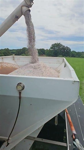 corn ground
