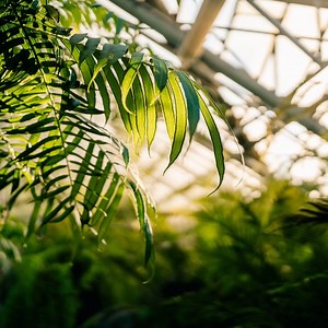 The concepts of biophilia 💚 and biophobia 🥀 are inseparably linked: both have had a very specific evolutionary function in fact our ancestors had to encounter and deal with not only the beauties of Nature but also the hostile forces present in wilderness environments. Today we can say that biophilia and biophobia are probably two sides of the same coin, and we must take them into account when talking about biophilic design. Why? Because not all individuals will appreciate direct contact with N