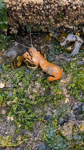 20K views · 3.5K reactions | THIS Shrimp is Completely INFESTED!  #animals #nature | Jacob Colvin | Facebook