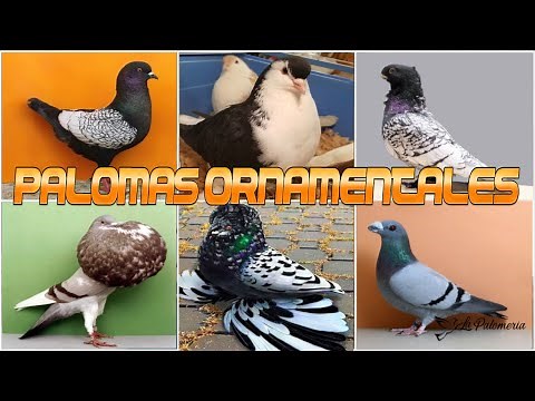 Palomas de Fantasía Ornamentales y Exóticas 🐦 v01