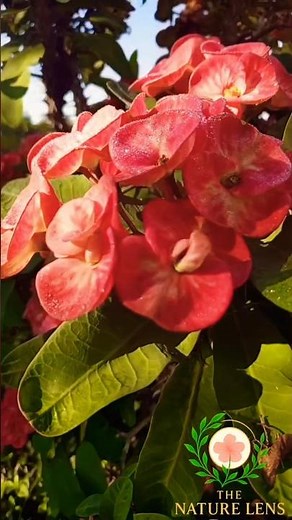 トゲの冠の美しさ – ハナキリン（Euphorbia milii）