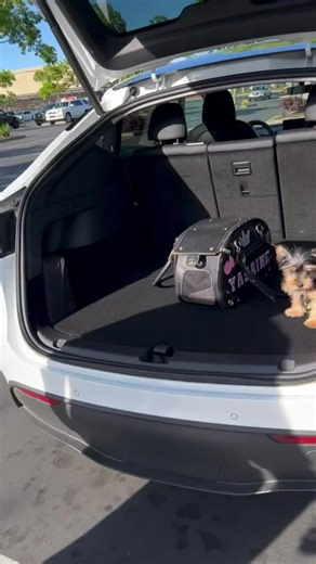 🎄🐾 Merry Christmas from us to you! 🎅️ This video was recorded on Christmas Day 🐶❤️! We went for a delivery and just about to ask... see how happy they were to receive the Yorkie puppies! 😍 Guys, come and get yours! 🐾💕 #YorkiePuppies #ChristmasDelivery #PuppiesForAdoption #yorkies