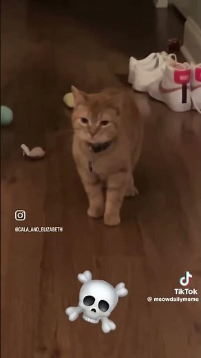 You’ve Never Seen Cats Talk Like THIS 😼 | Troll Face Meme Edit