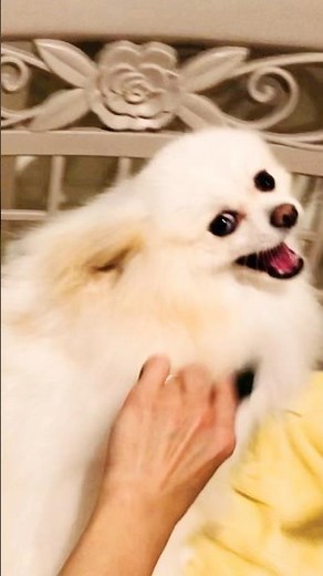 DIY Pomeranian Grooming - How to Brush Your Fluffy Dog at Home