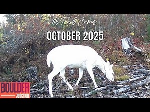 October 2025 Northern Highlands Boulder Junction Wisconsin Trail Camera Highlights